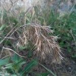 Bromus tectorum Цветок