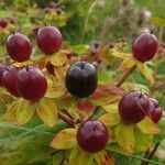 Hypericum androsaemum Fruit