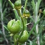 Ruta graveolens Fruit