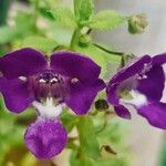 Angelonia biflora Květ