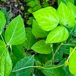 Amphicarpaea bracteata Blatt