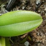 Bulbophyllum occultum Leaf