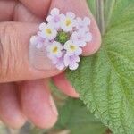 Lantana trifolia Flower