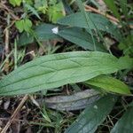 Omphalodes nitida Leaf