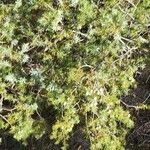 Juniperus oxycedrus Habitus