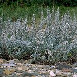 Artemisia stelleriana Arall