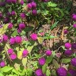 Gomphrena globosaFlower