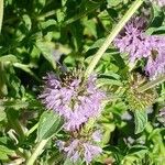 Mentha pulegium Flower