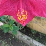 Hibiscus rosa-sinensis Kukka