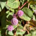 Persicaria capitata Цвят