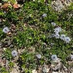 Globularia cordifolia Habit