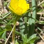 Potentilla brauneana Blomst