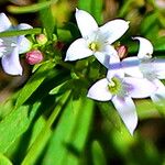 Houstonia longifolia Kvet