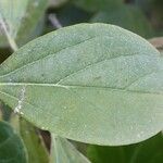 Bignonia magnifica Leaf