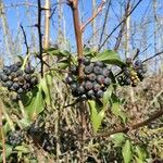 Hedera colchica Fruto