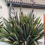 Phormium tenax Облик