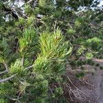 Pinus cembroides Хабит