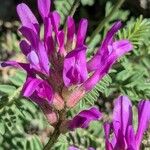 Astragalus onobrychis Flors