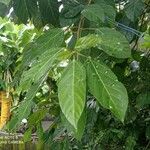Ficus racemosa Frunză