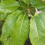 Heptapleurum actinophyllum List