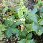 Lippia micromera Лист