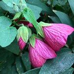 Abutilon spp. Habit