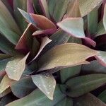 Tradescantia spathacea ഇല