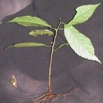 Acalypha diversifolia 其他