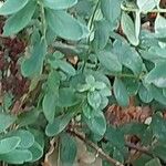 Hypericum hirsutum Likasa