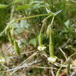 Silene viridiflora Arall