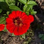 Zinnia haageanaBlomst