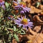 Symphyotrichum novi-belgii Bloem