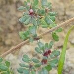 Frankenia pulverulenta Hoja