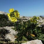 Brassica repanda Habitat