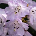 Rhododendron campanulatum Blodyn