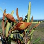Planchonella pinifolia
