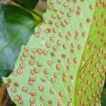Cyrtomium falcatum 果実