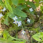 Houstonia caerulea Kukka