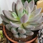 Pachyphytum kimnachii Leaf