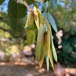 Fraxinus angustifolia Fruit