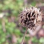 Verbesina encelioides Fruit