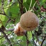 Sechium edule Φρούτο