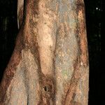 Chimarrhis microcarpa Corteza
