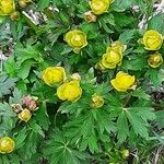 Trollius europaeusപുഷ്പം