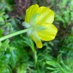 Ranunculus cortusifolius Квітка
