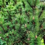 Pinus mugo 整株植物