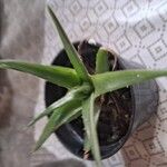 Dyckia brevifolia Лист