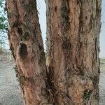 Taxus brevifolia Bark