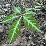 Parthenocissus henryana Leaf