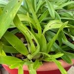 Oeoniella polystachys Yaprak